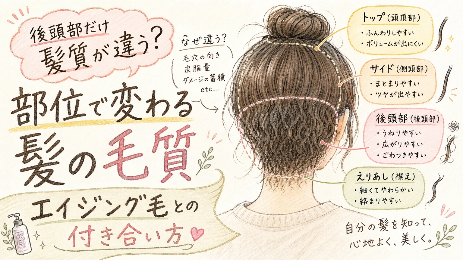 後頭部だけ髪質が違う?|部位で変わるエイジング毛の整え方の内容を示すアイソメトリック図解