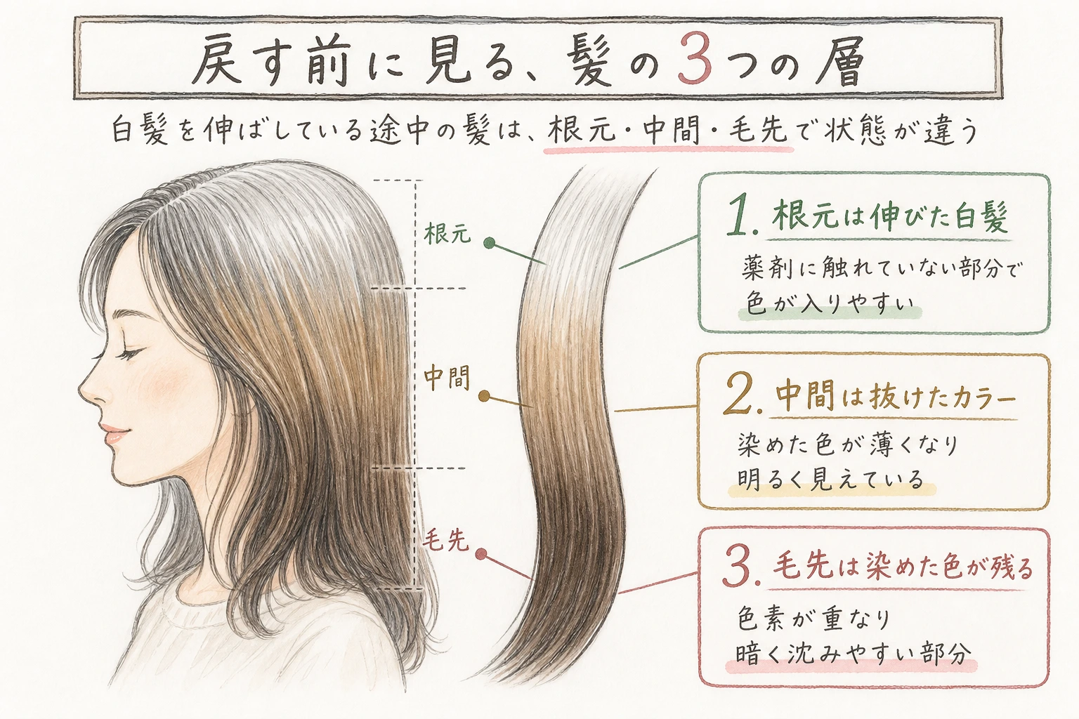 戻す前に見る、髪の3つの層|白髪を伸ばしている途中の髪は、根元・中間・毛先で状態が違う