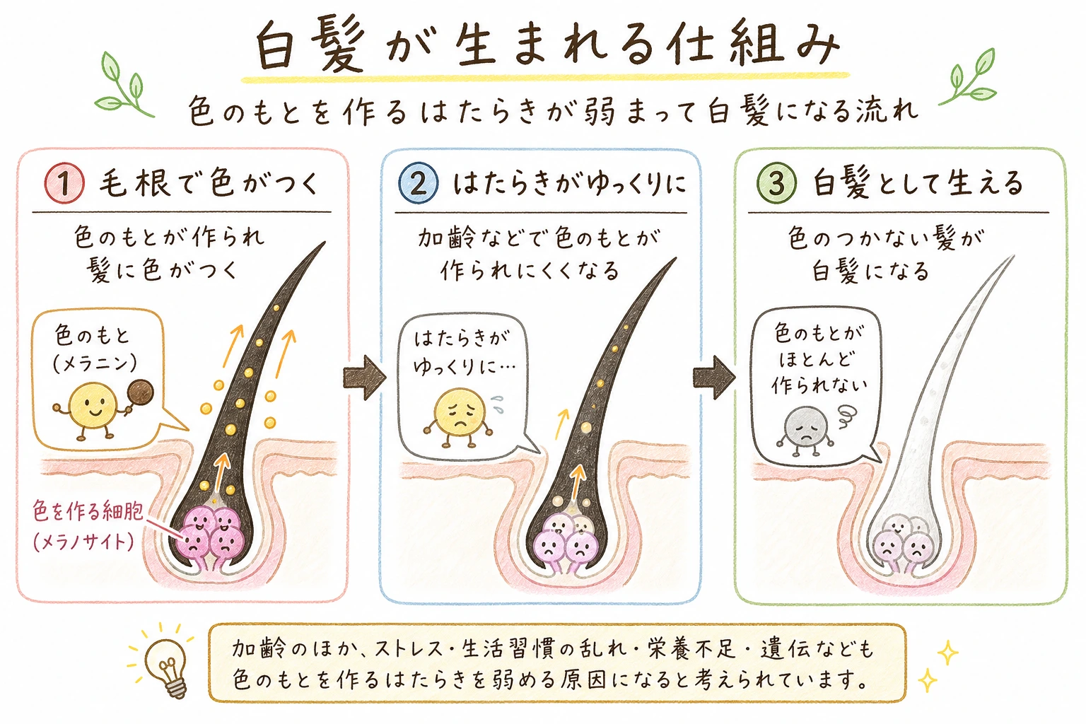 白髪が生まれる仕組み|色のもとを作るはたらきが弱まって白髪になる流れ